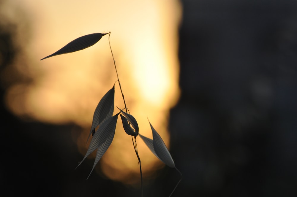 Hoja marrón en fotografía de primer plano