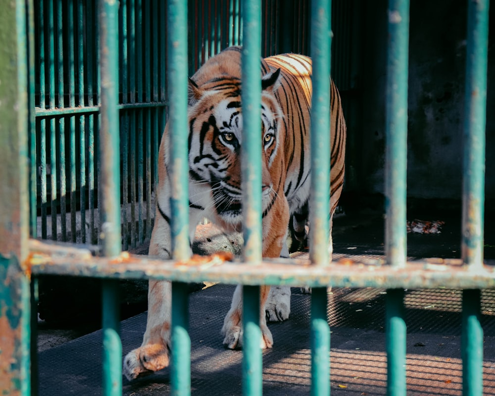 tiger in cage during daytime