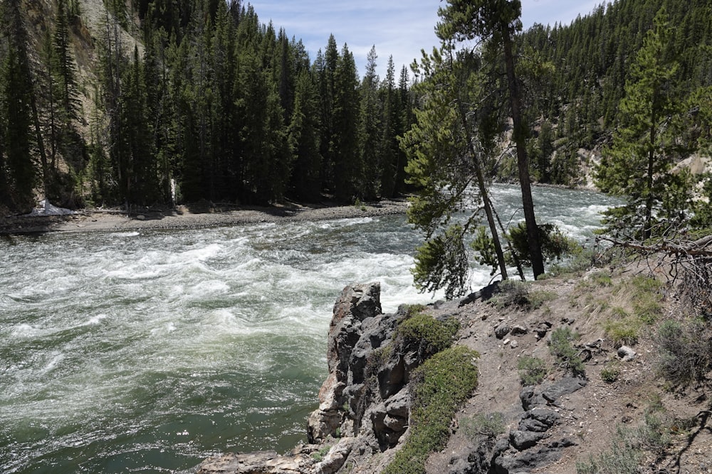 arbres verts au bord d’un plan d’eau pendant la journée