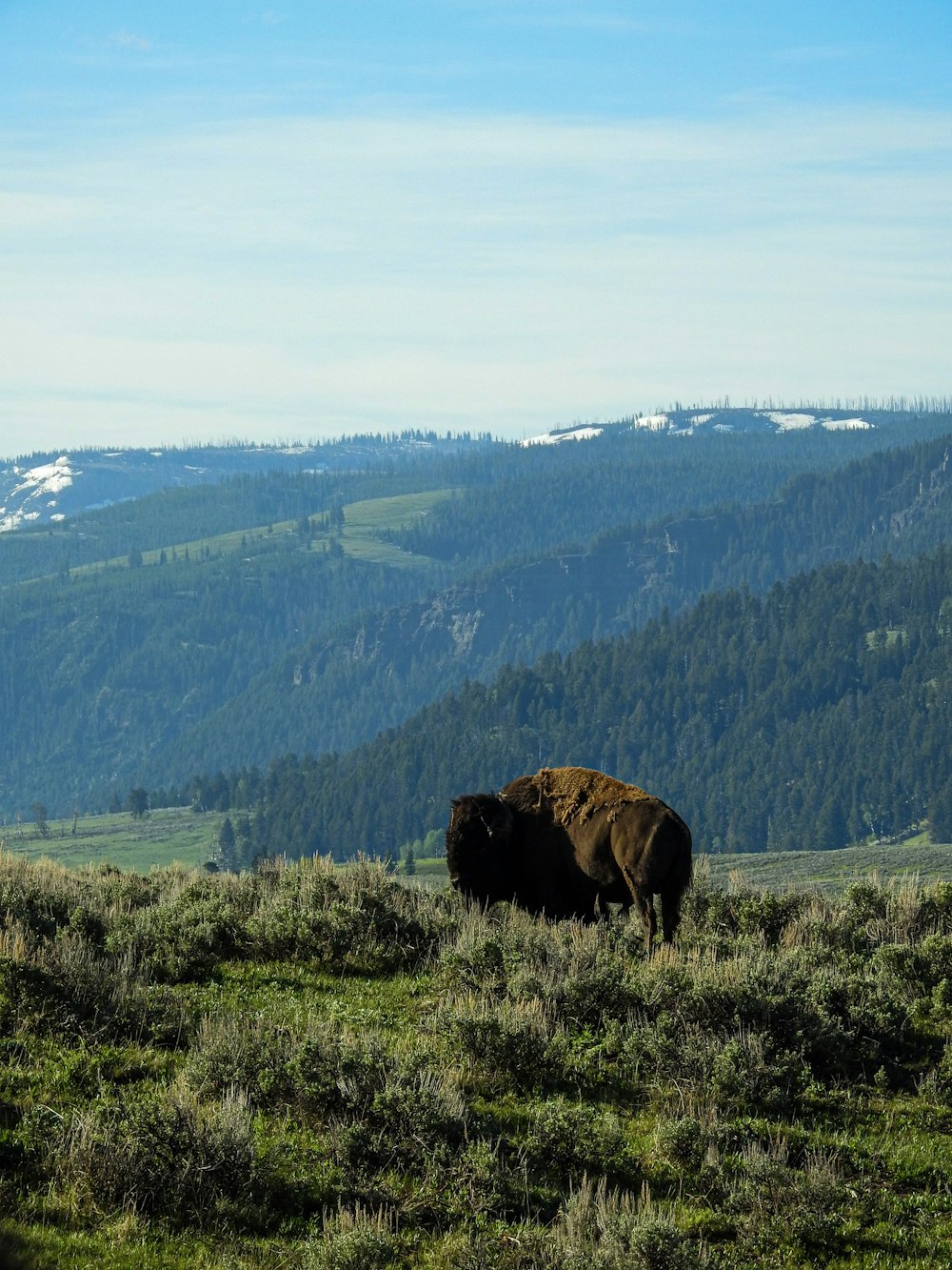 brown animal on green grass field during daytime