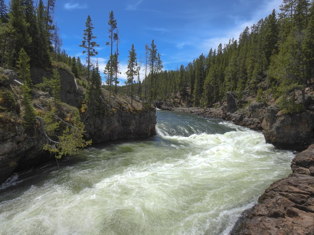 green pine trees beside river during daytime