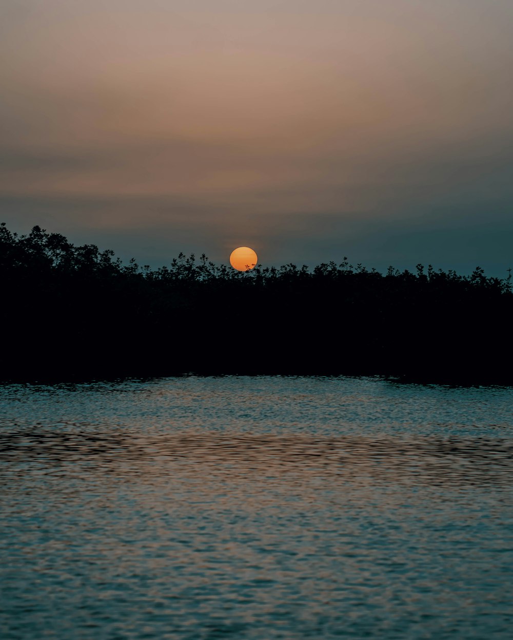 silhouette of trees during sunset