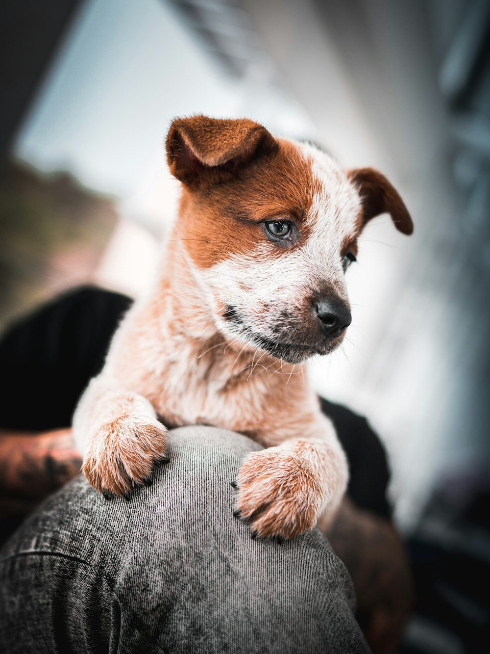 brown and white short coated puppy on brown textile