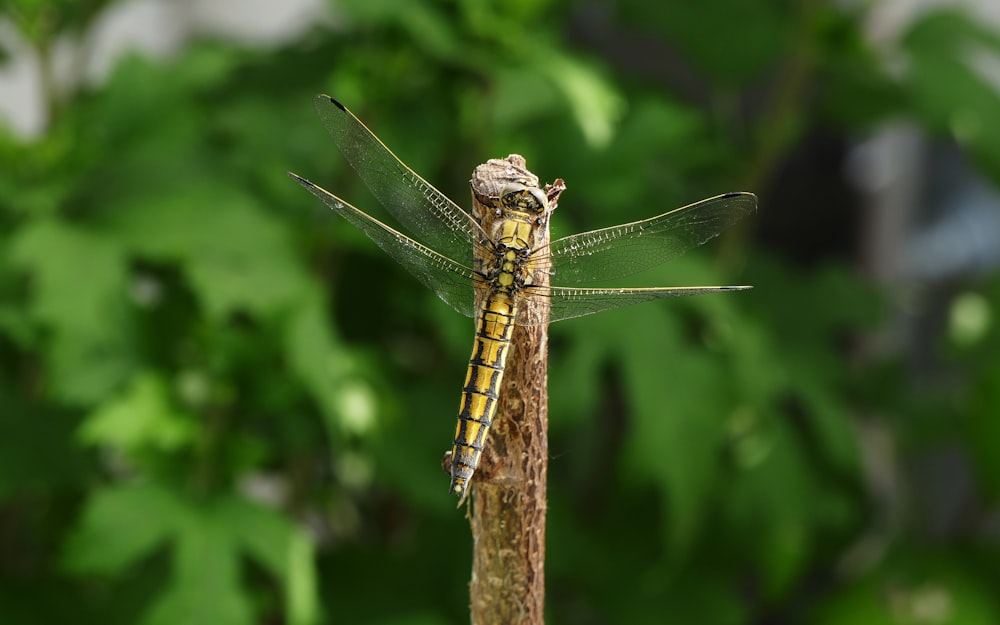 brown and black dragonfly perched on brown wooden stick during daytime