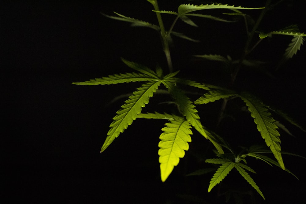 green leaves in black background