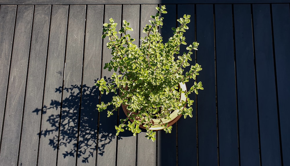Planta verde en valla de madera marrón