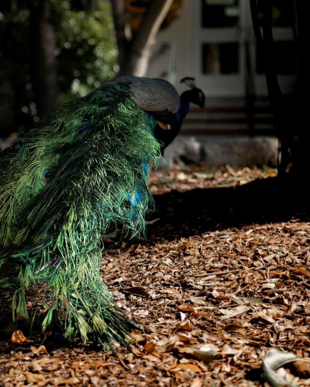 blue peacock on brown dried leaves during daytime