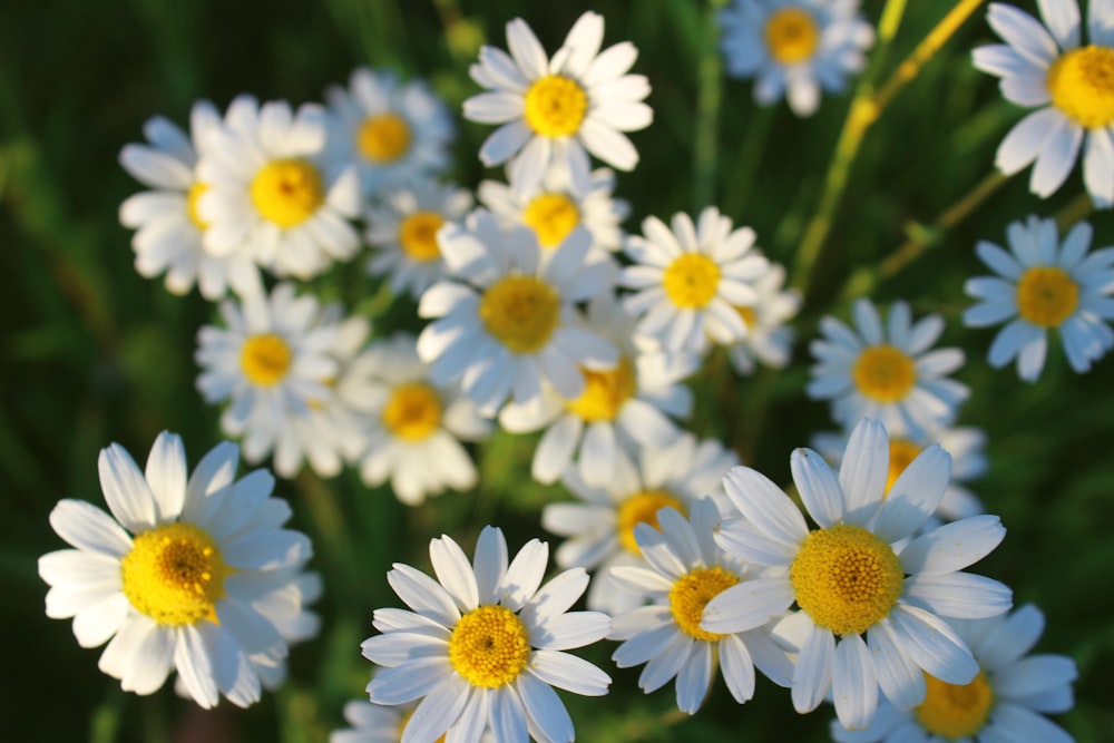 white and yellow flowers in tilt shift lens