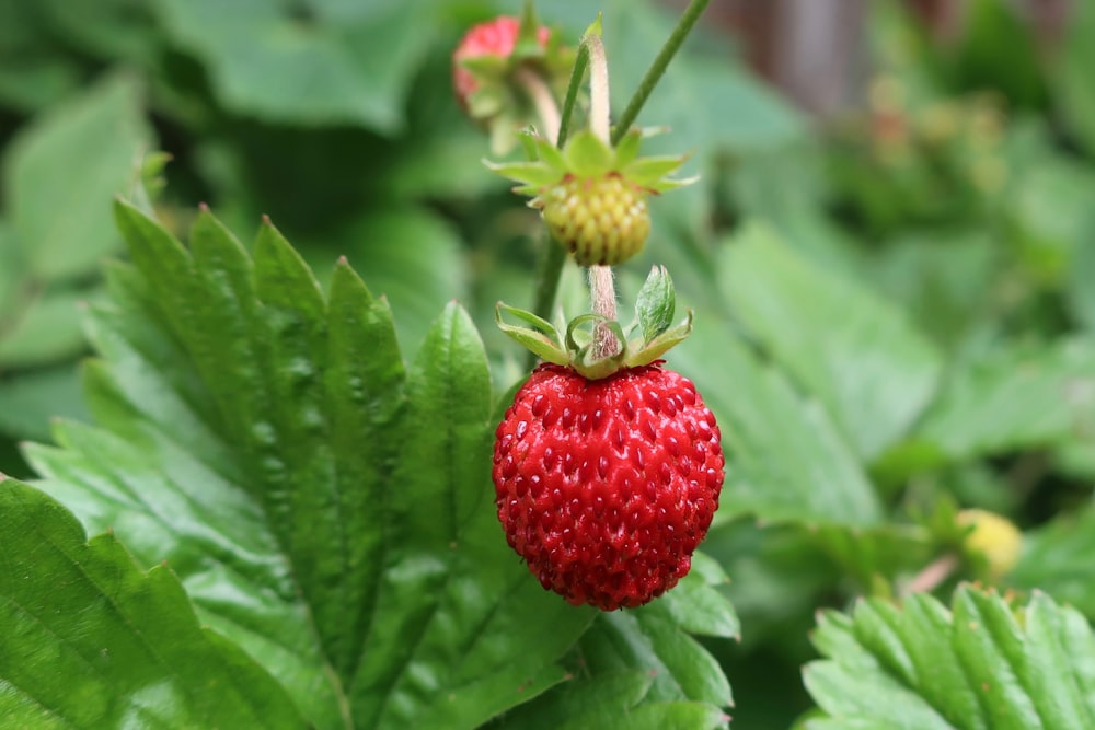 red strawberry fruit on green leaf