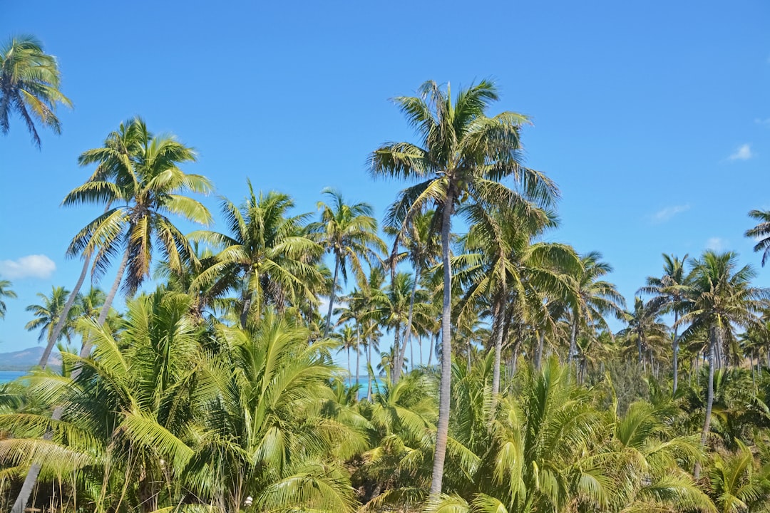 green coconut palm trees under blue sky during daytime