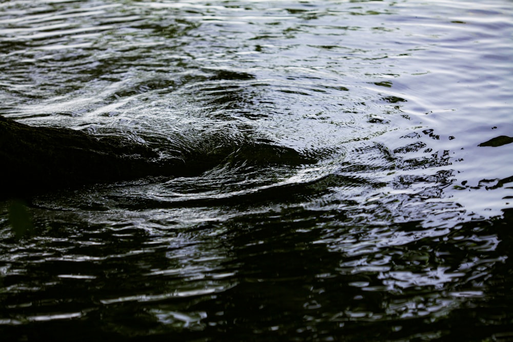 water wave on body of water