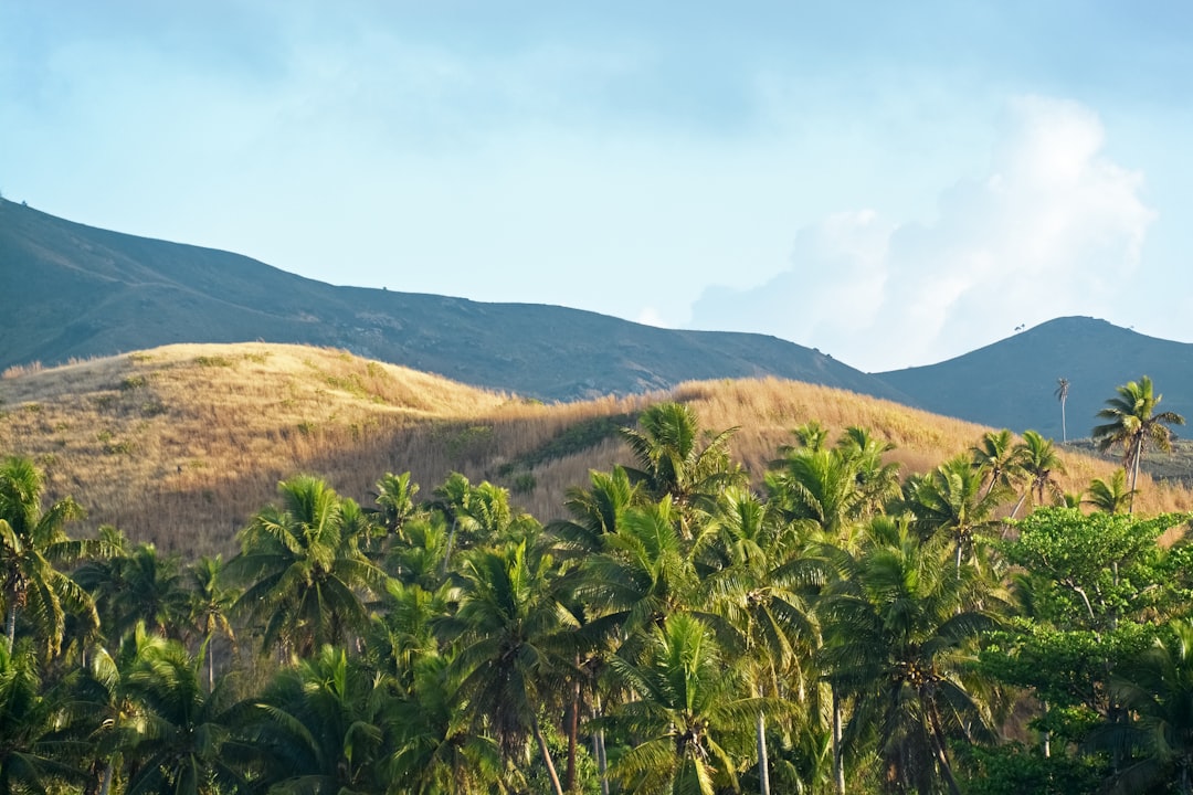 green palm tree on brown field during daytime