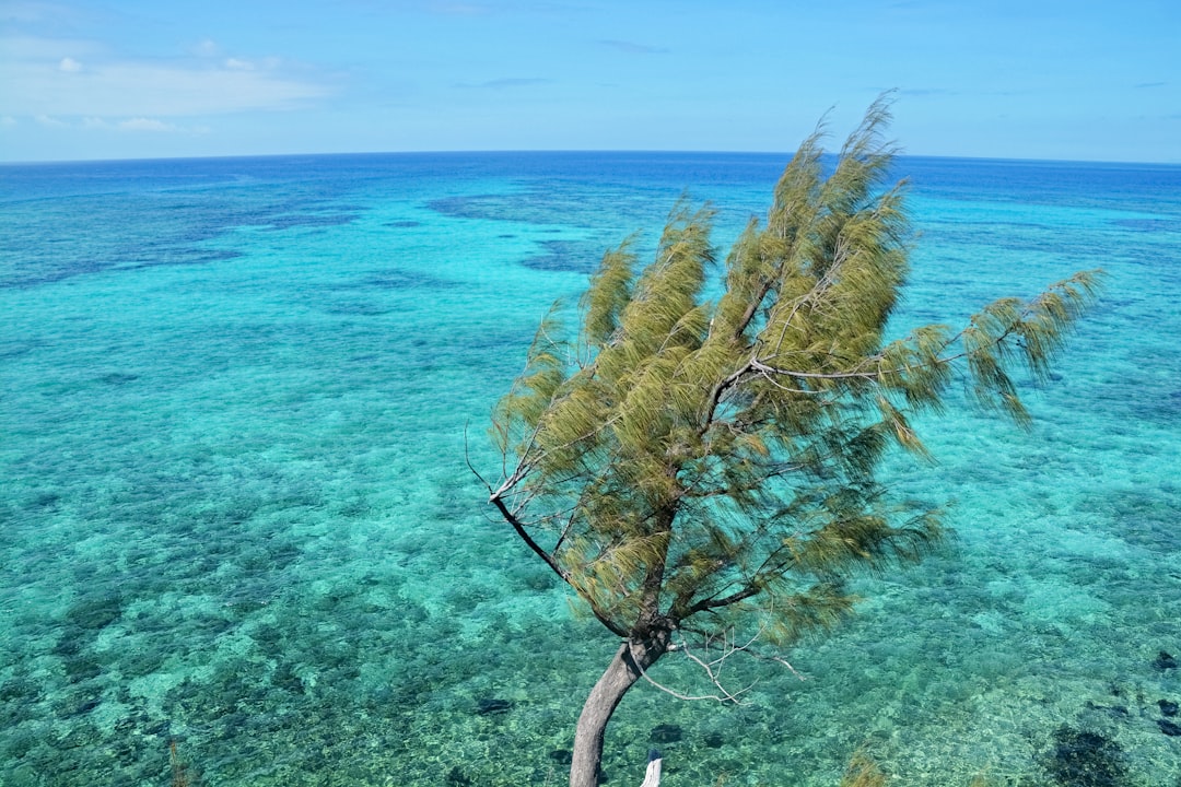 brown leafless tree near blue sea during daytime