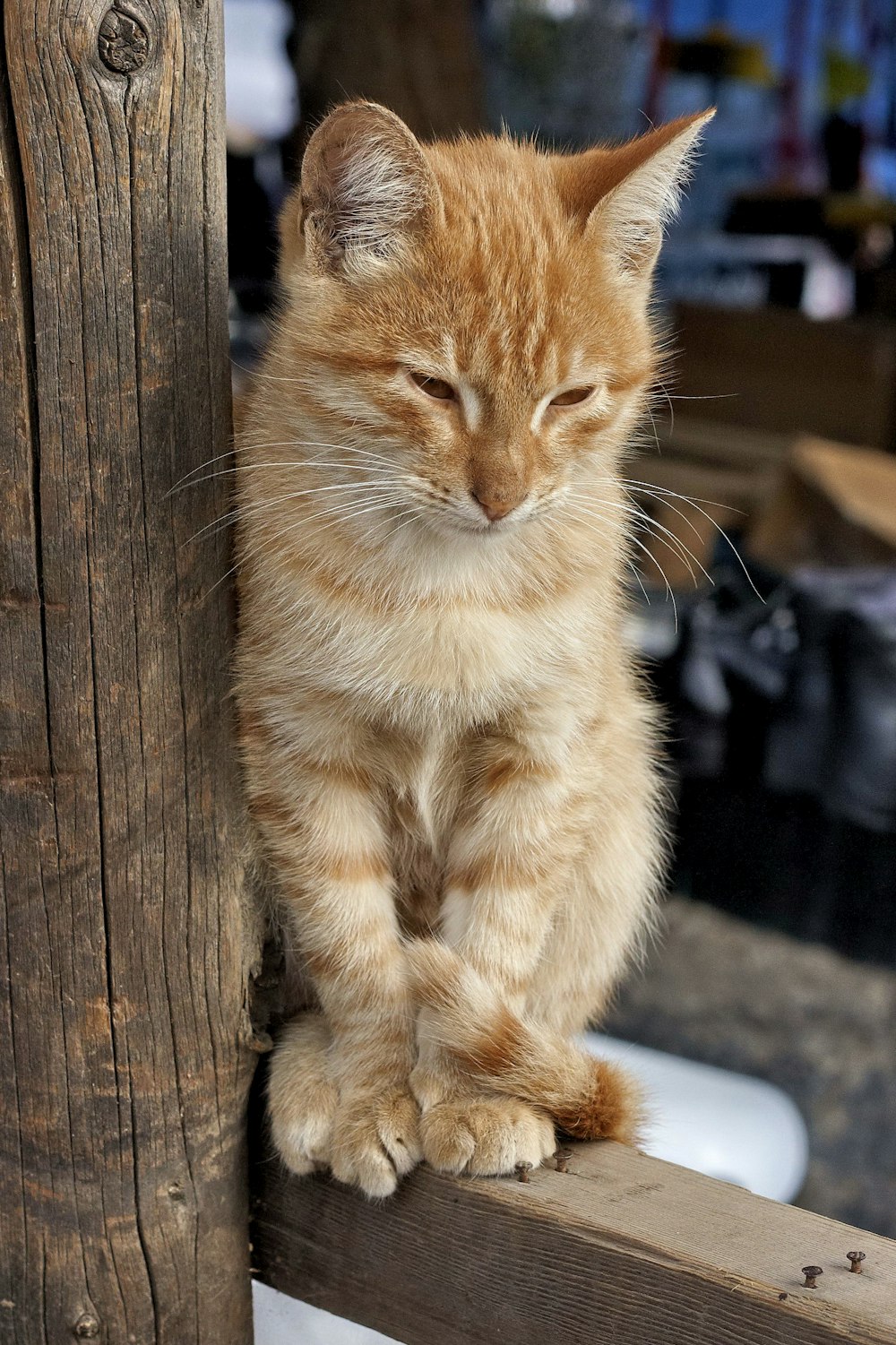 orange tabby cat on brown wooden fence