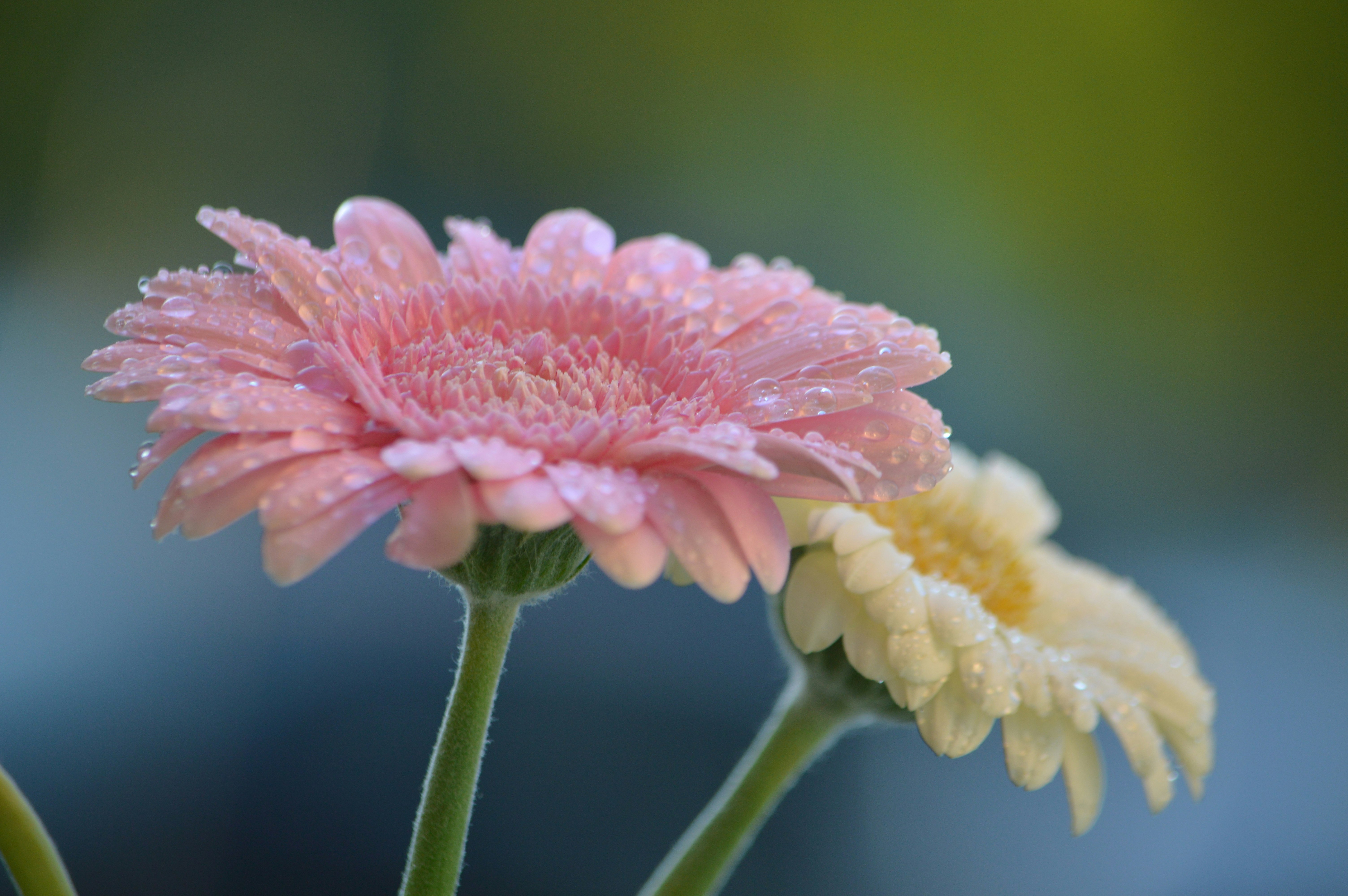 Flowers.