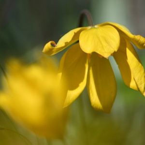 yellow daffodils in bloom during daytime