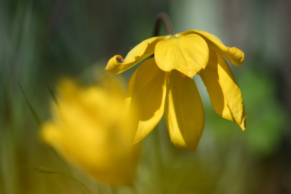 yellow daffodils in bloom during daytime