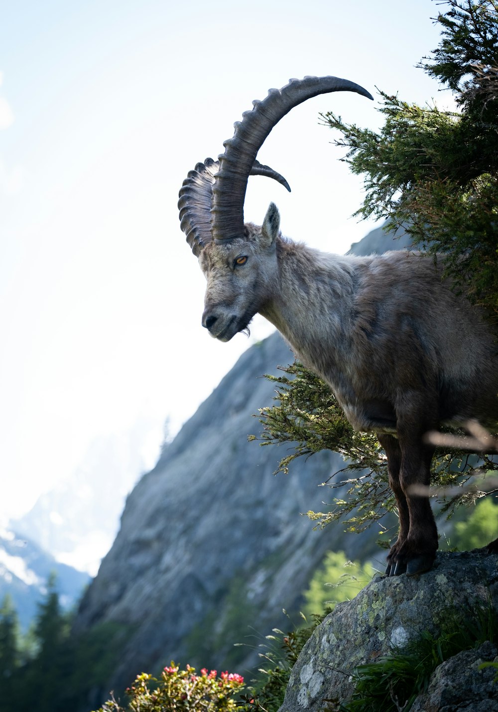 brown ram on green grass during daytime