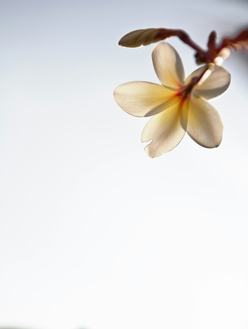 orchidee falena bianche e gialle in fiore