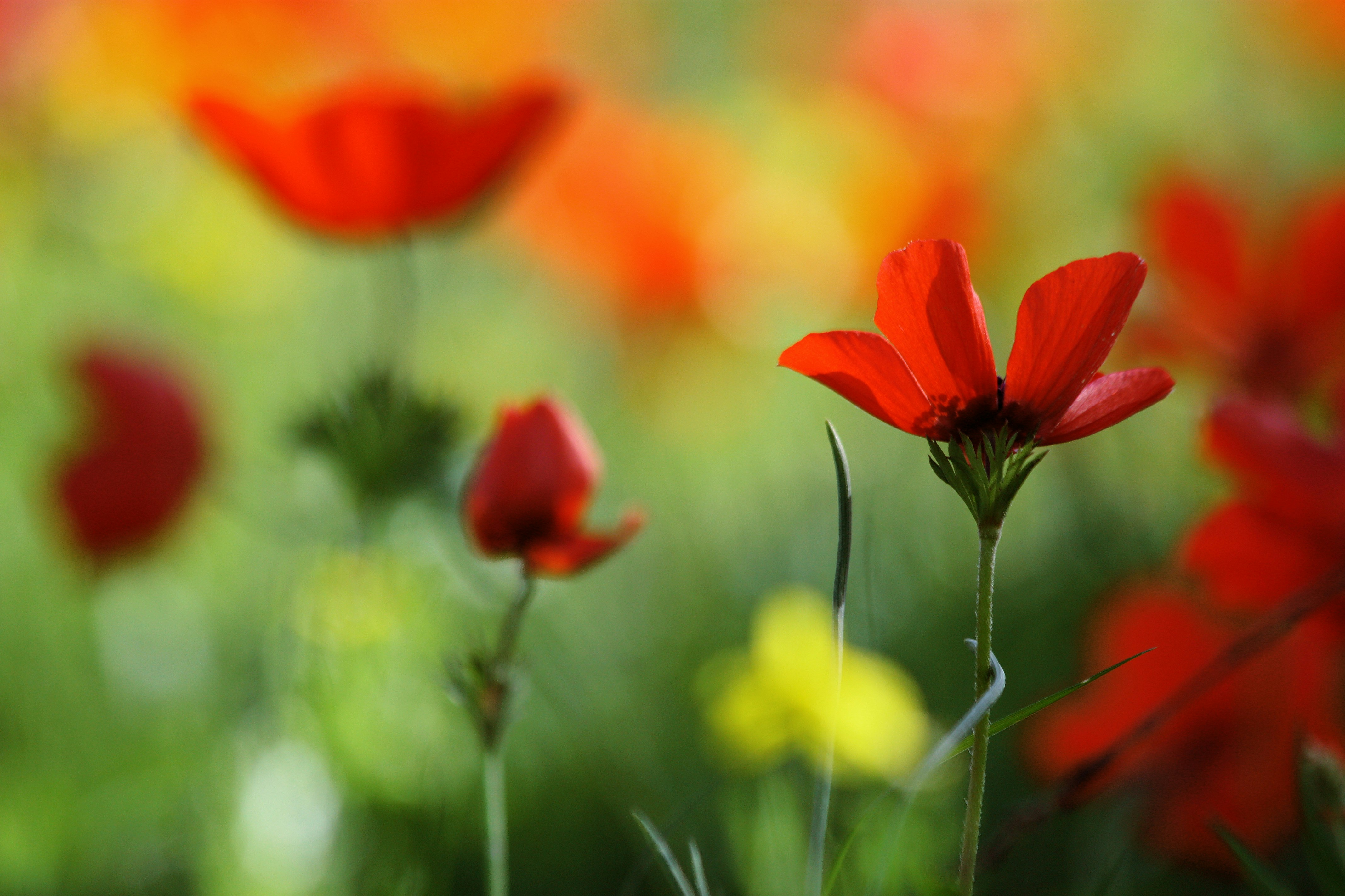 Photo by gabyfishmanfosbery