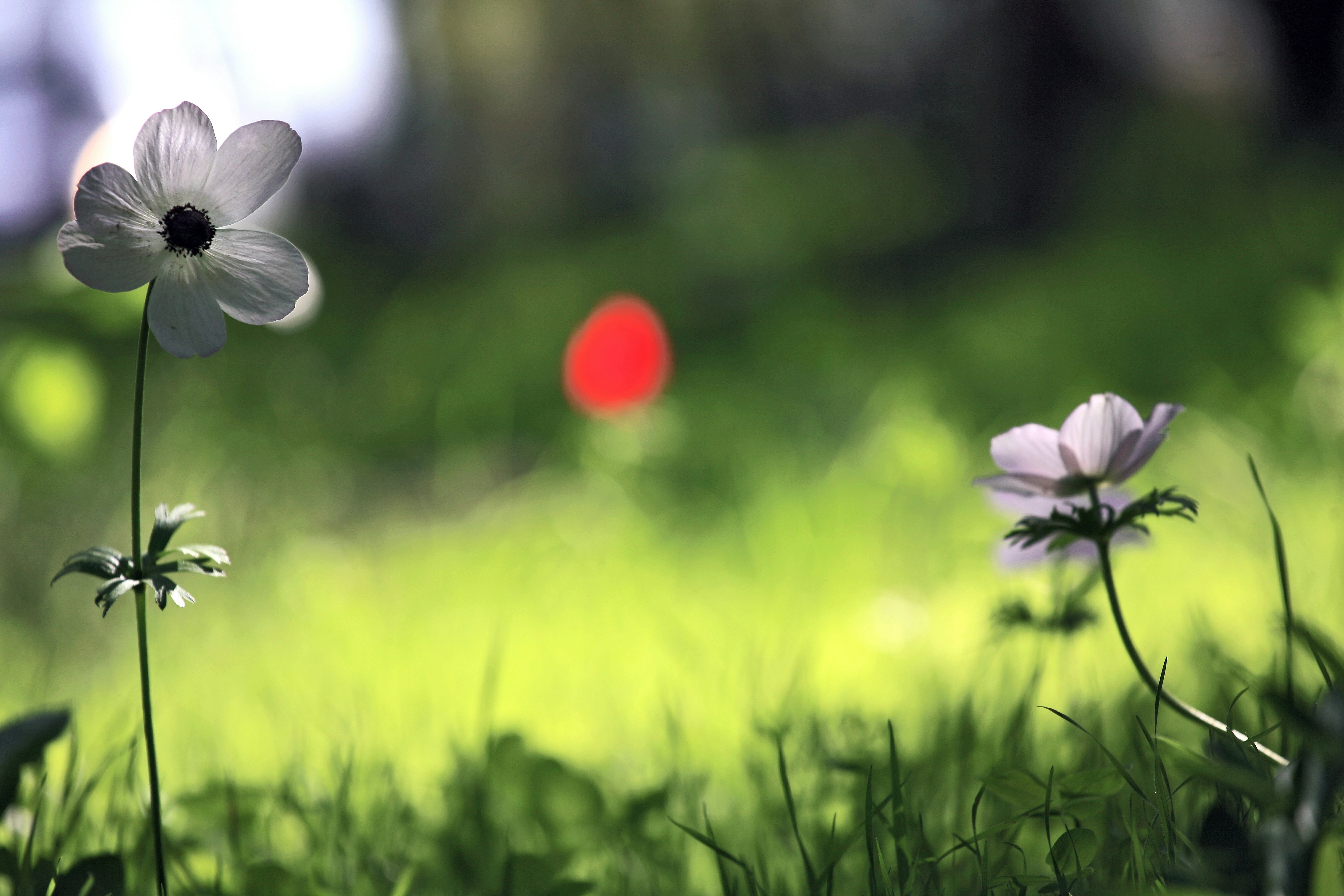 Photo by gabyfishmanfosbery