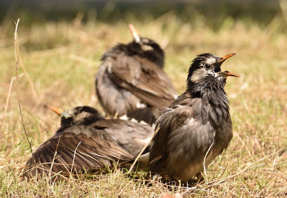 Dos pájaros en la hierba marrón durante el día