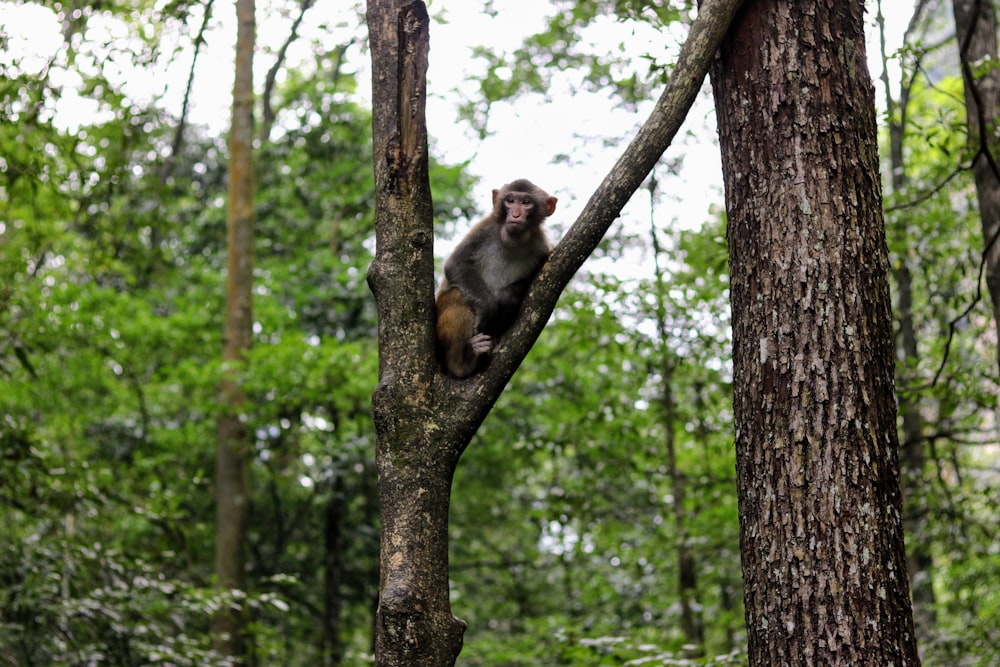 Mono marrón en la rama de un árbol durante el día