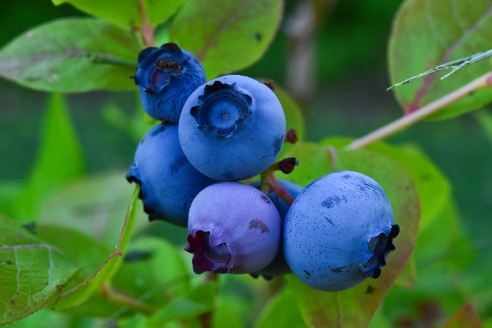 blue round fruits on green leaves during daytime
