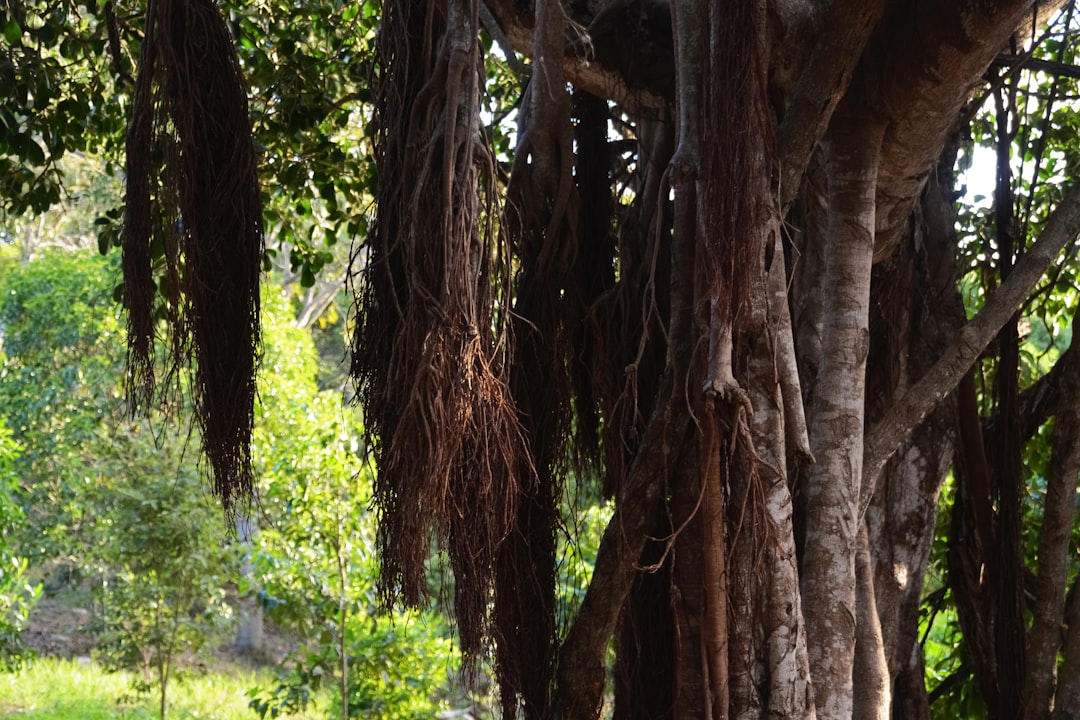 brown tree trunk during daytime