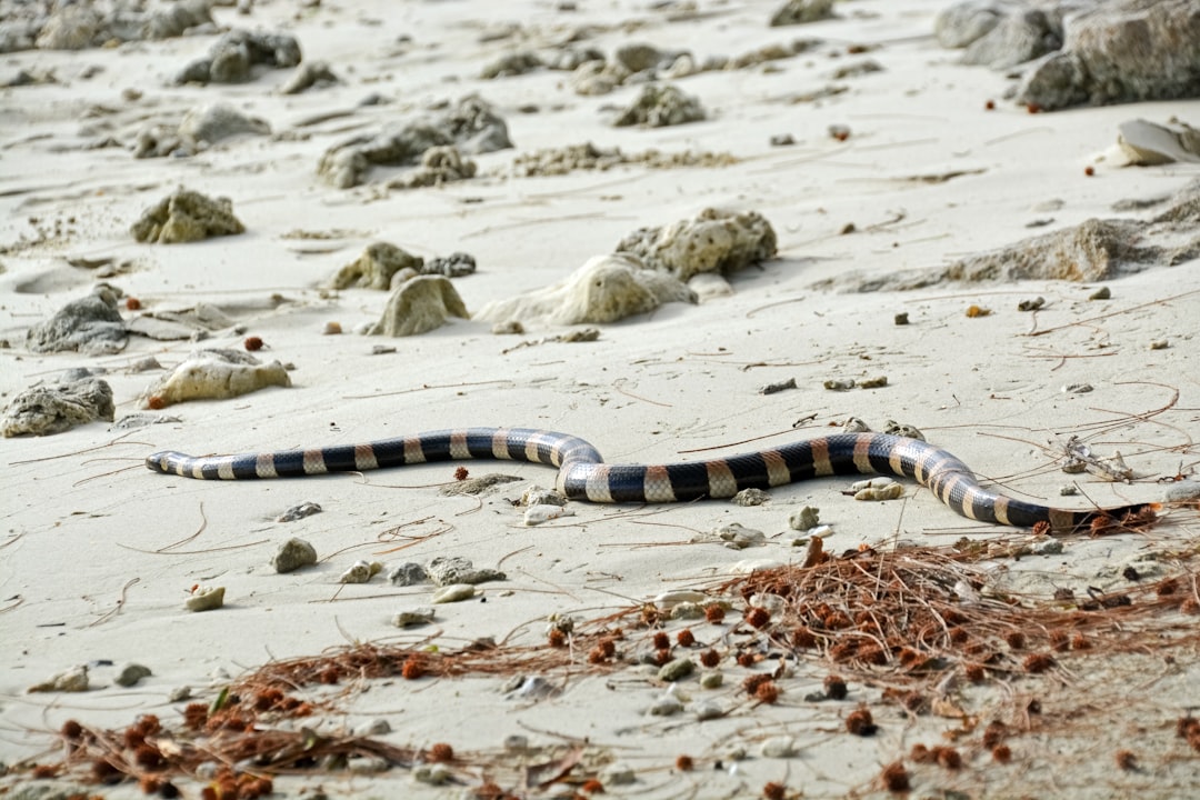 black and white checked necktie on white sand