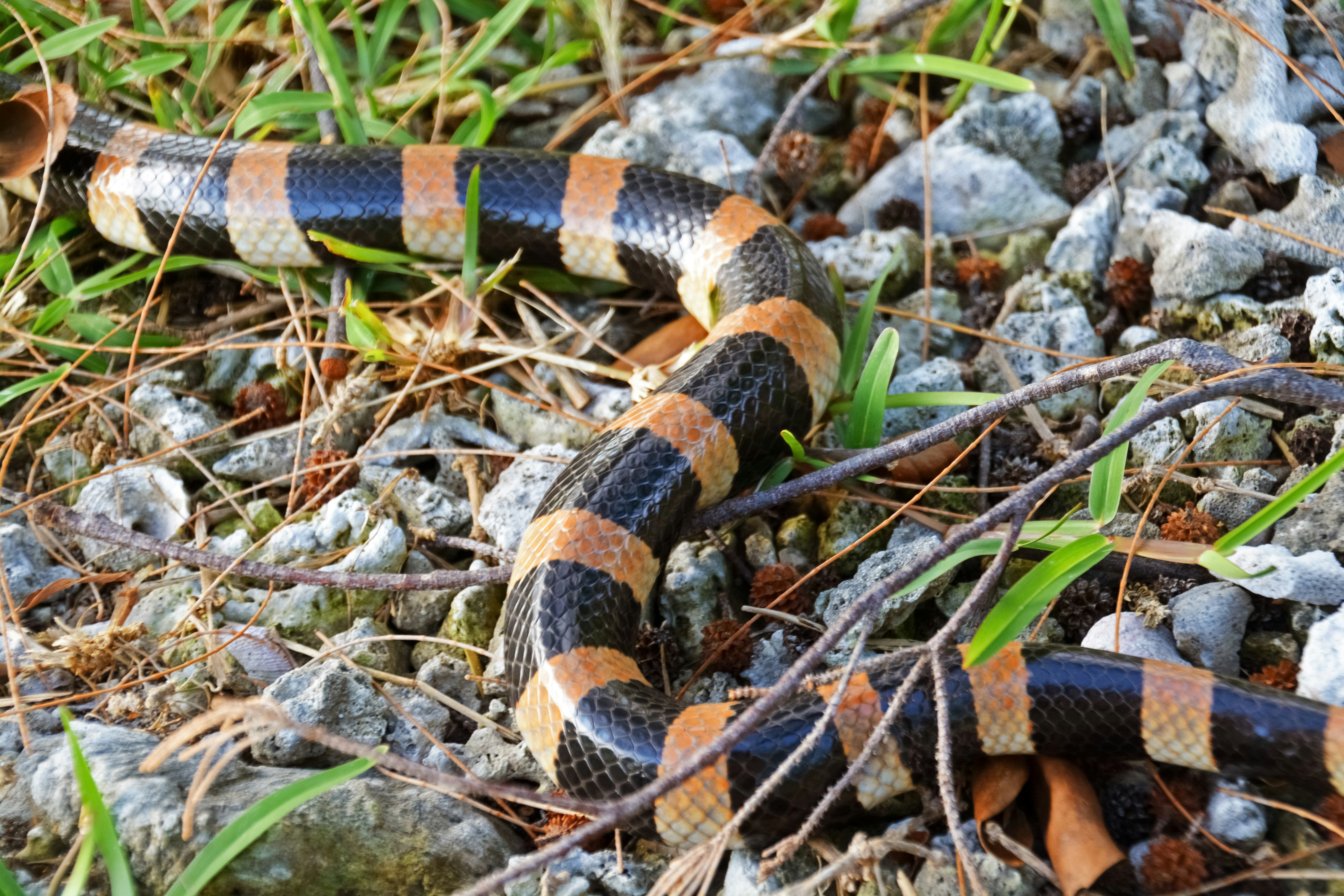 brown and black snake on ground