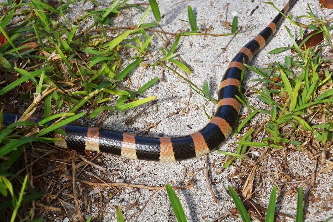 black and white checked snake on green grass