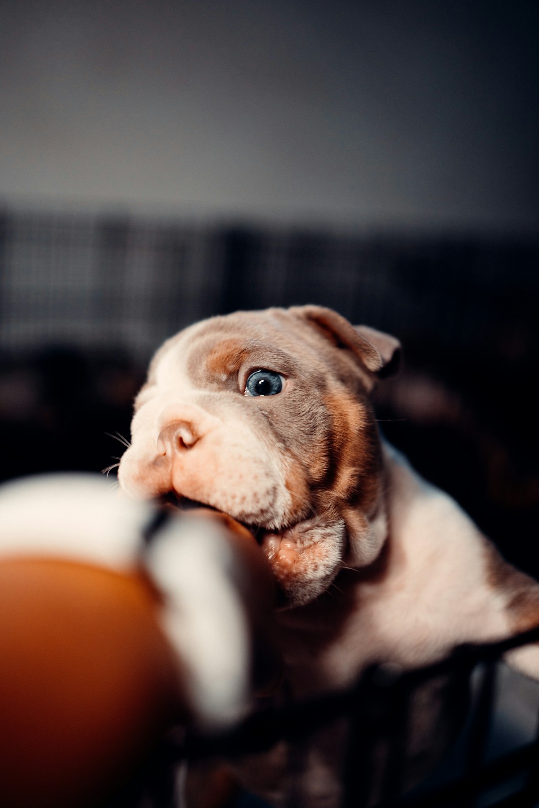 brown and white american pitbull terrier mix puppy