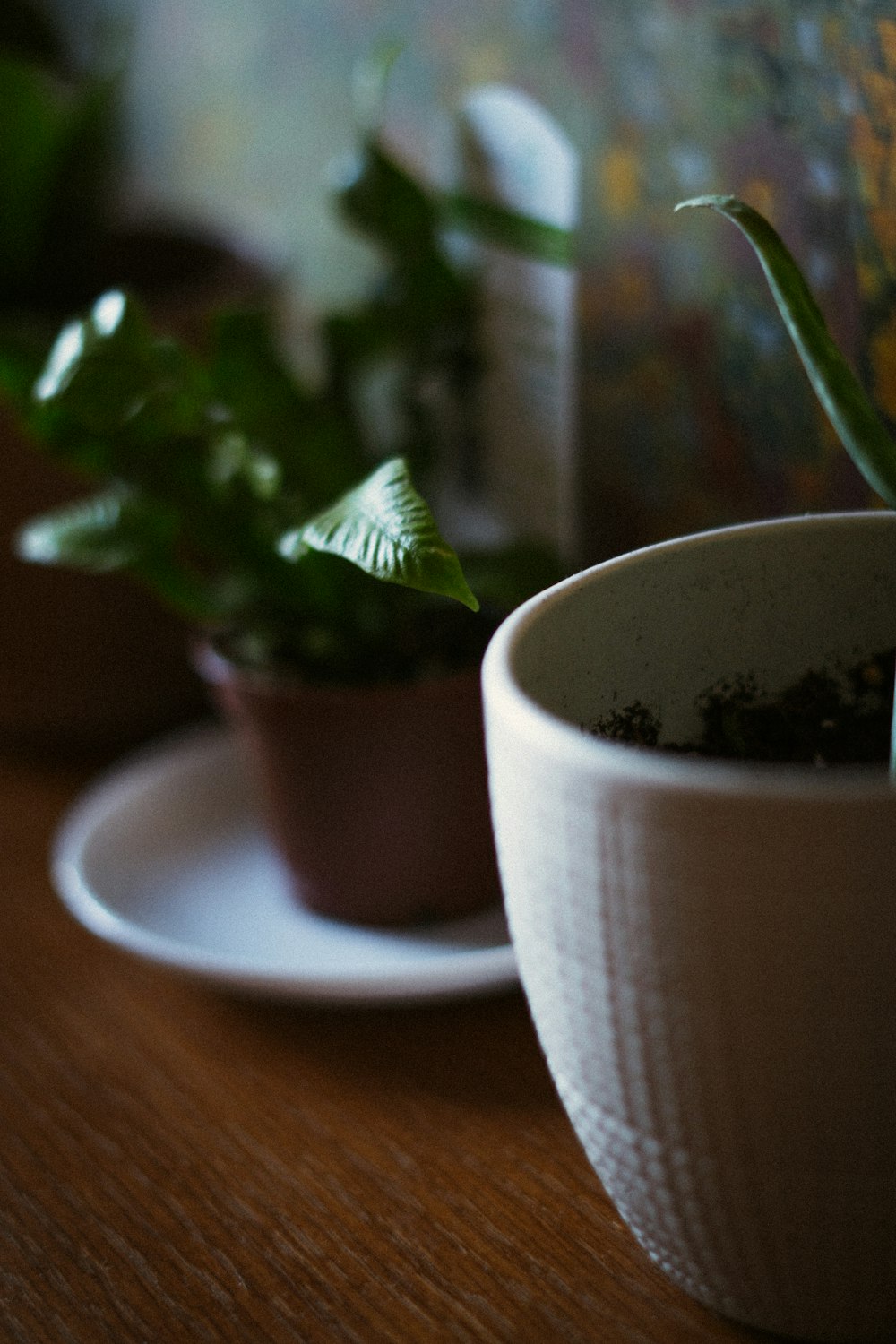 green plant in white ceramic pot