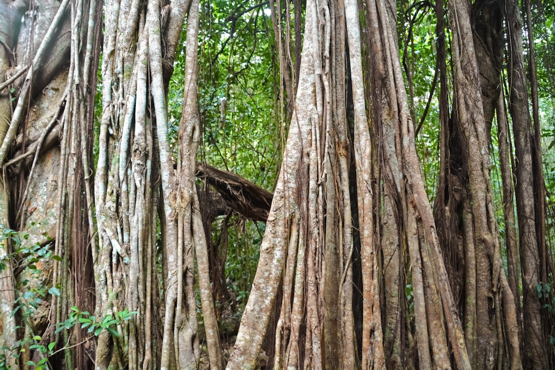 brown tree trunk during daytime