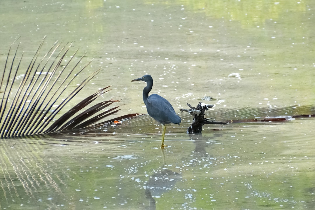 blue bird on water during daytime