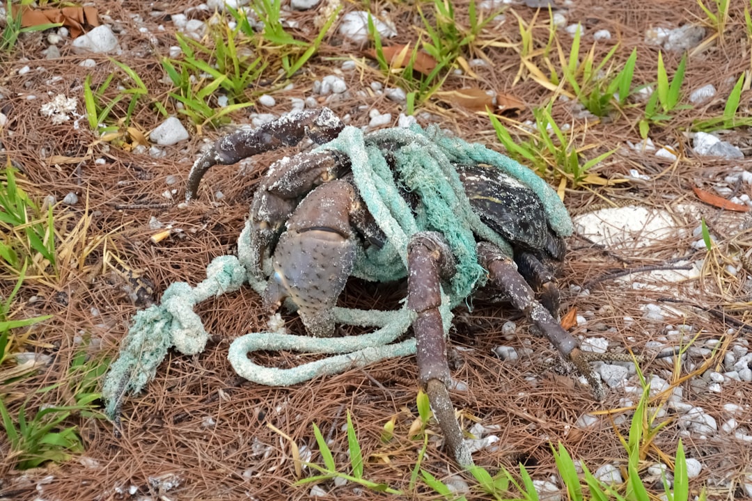 brown and green rope on brown soil