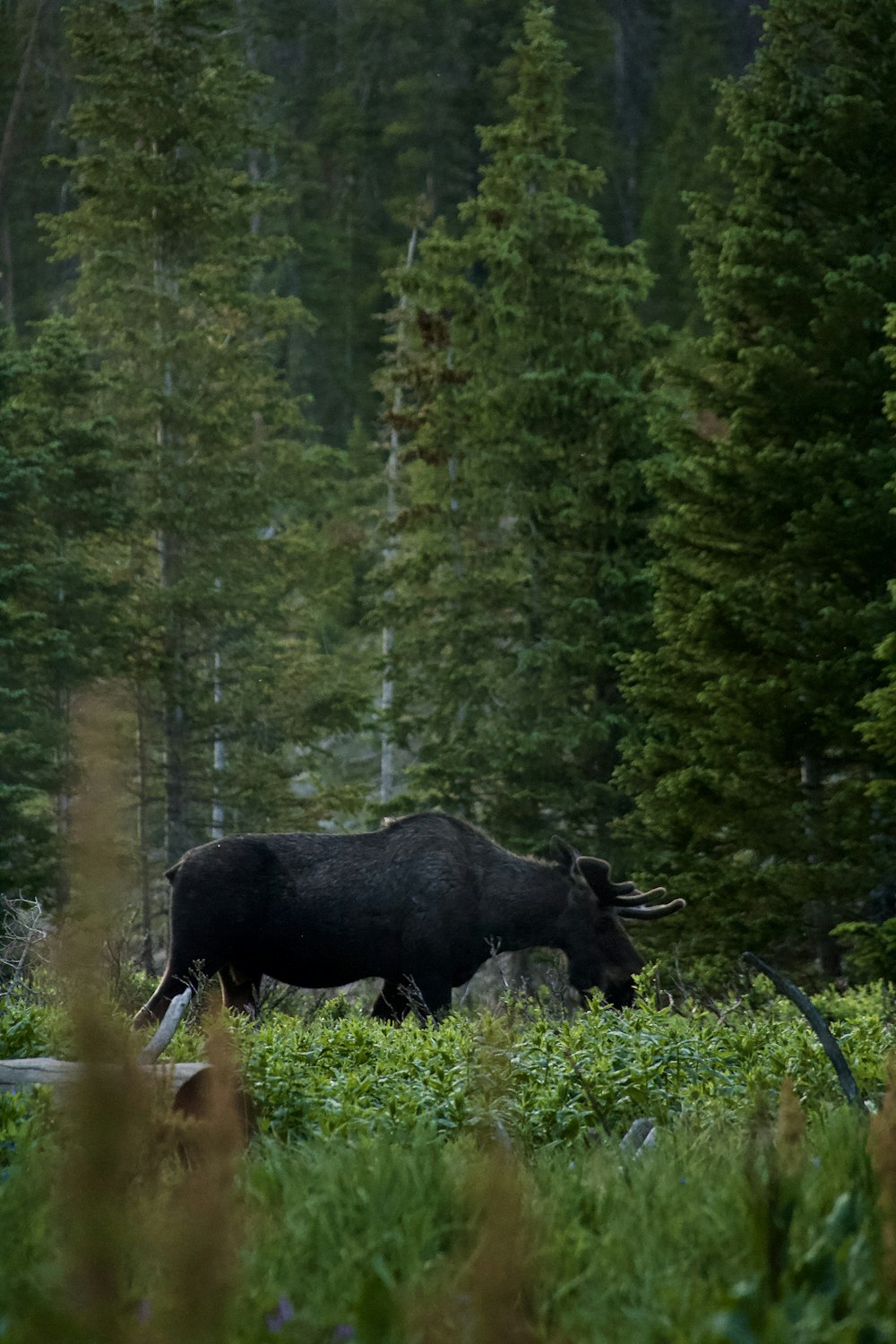 black cow on green grass field during daytime