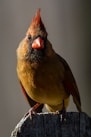 brown and yellow bird on brown tree branch