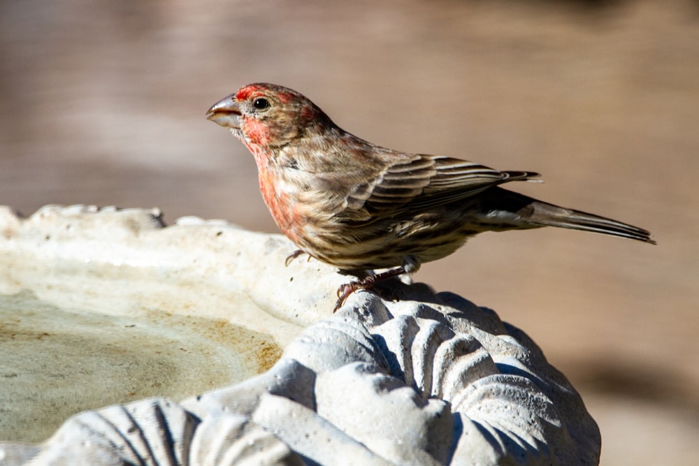 Un pájaro sentado encima de un baño para pájaros