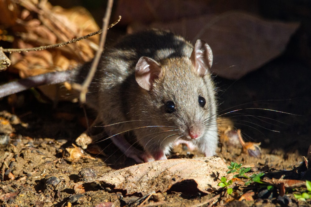 brown rodent on brown dried leaves