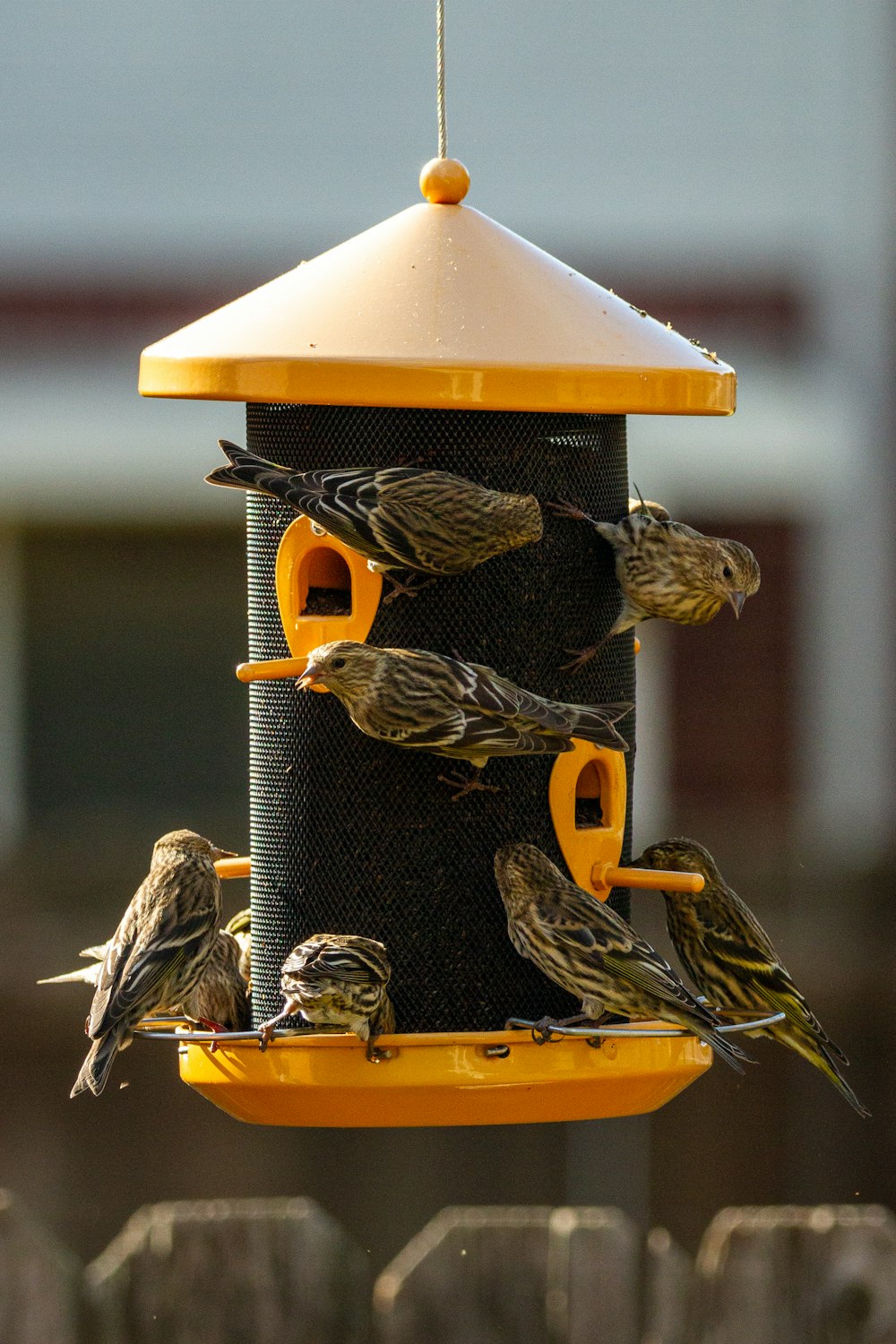 brown bird in yellow bird feeder