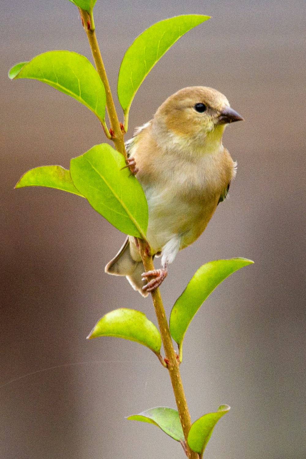yellow bird perched on green leaf