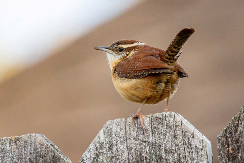 pájaro marrón en la valla de madera marrón