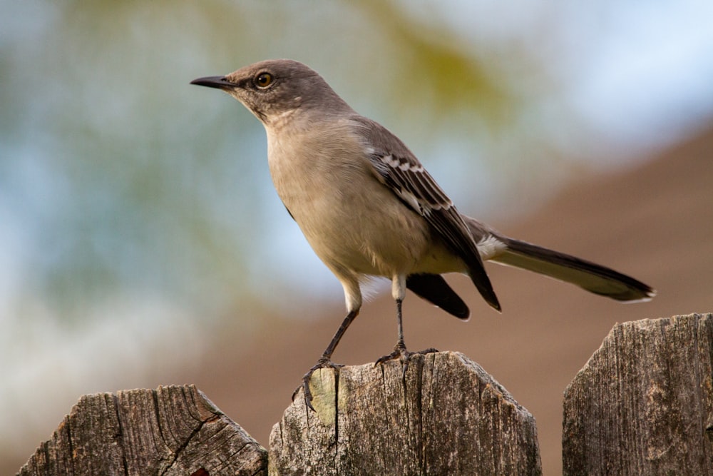 Brauner Vogel auf braunem Holzzaun