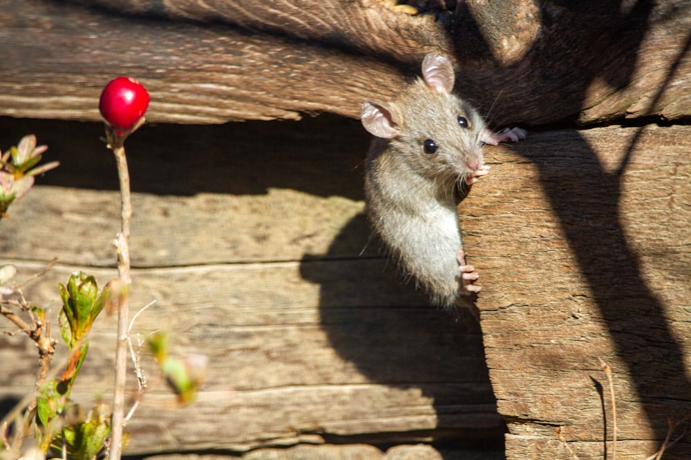 rato cinzento na superfície de madeira marrom