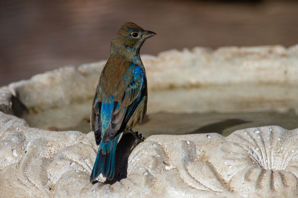 blue bird on brown rock