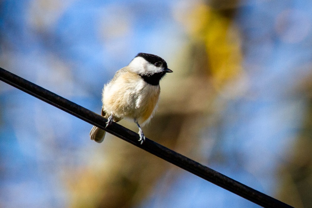 black and white bird on black wire during daytime