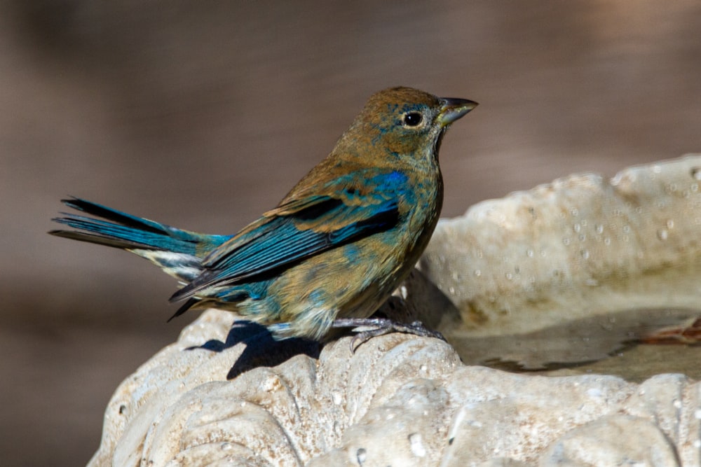 pájaro azul sobre roca gris