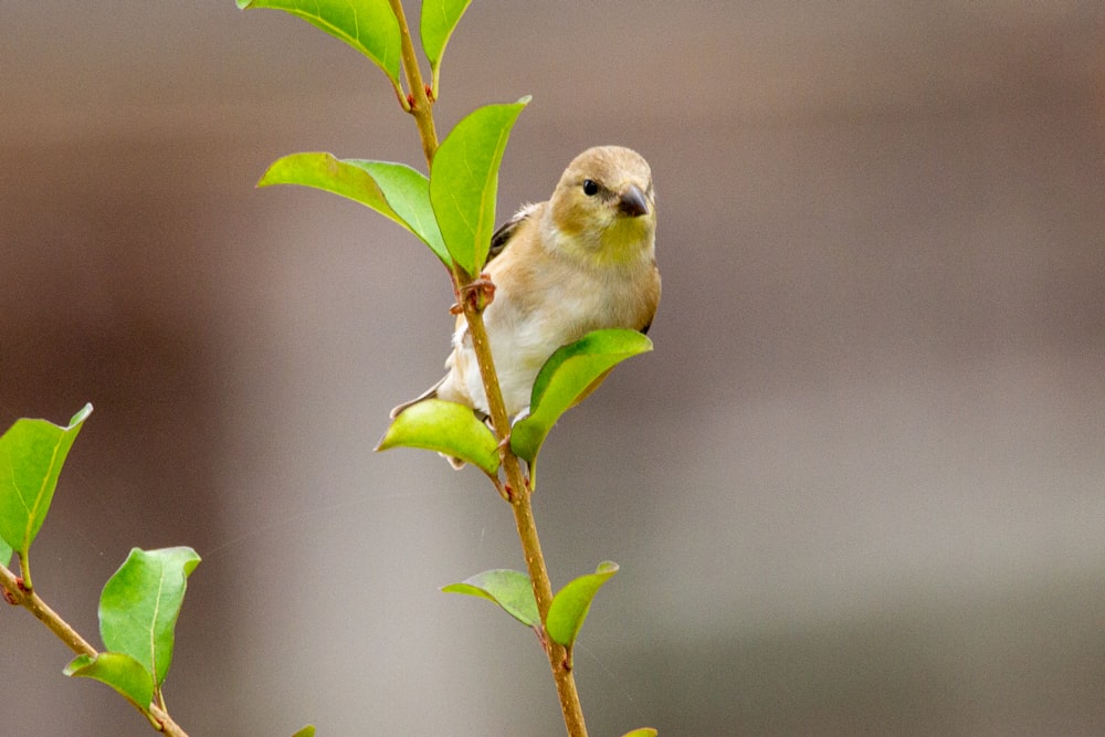 green bird on green plant